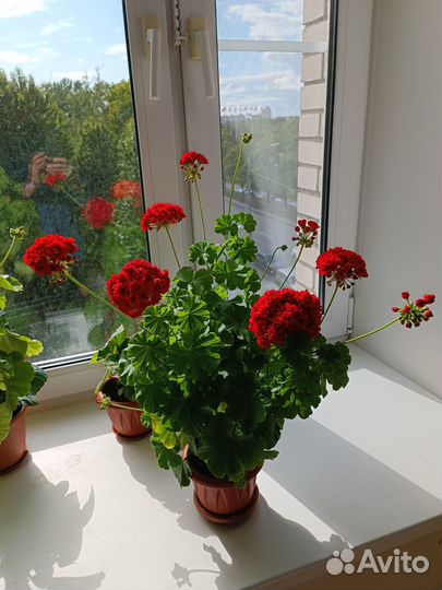 Пеларгония розебудная