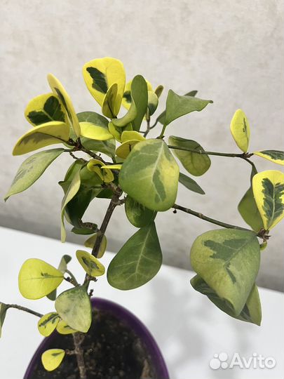 Фикус триангулярис лайм