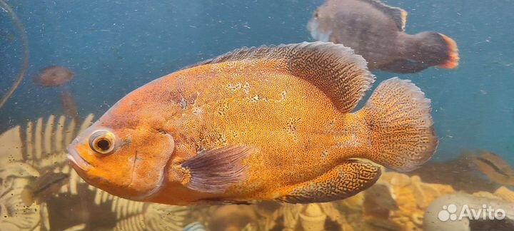 Рыба растения улитки декорации