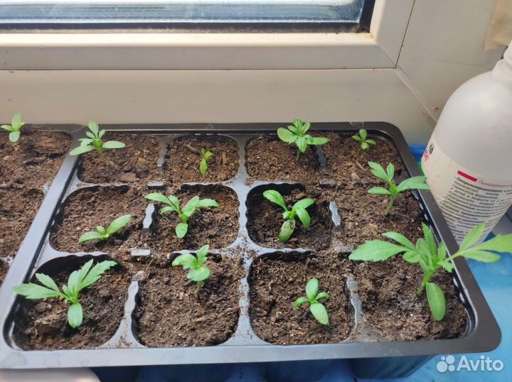 Рассада цветов