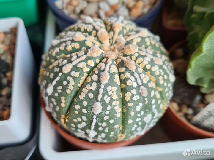 Кактусы коллекционные Астрофитум астериас