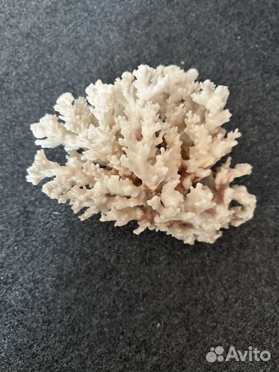 Коралл морской