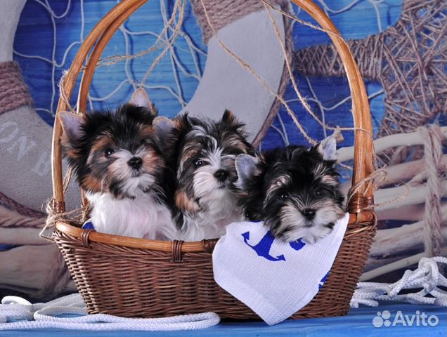 Кобель бивер йорк Мини размера для вязки(Лорик)