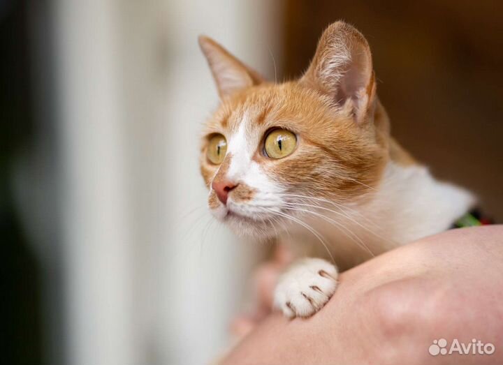 Кошечка Марта