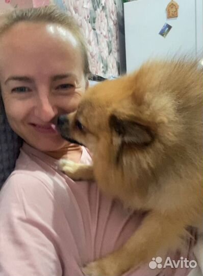 Передержка собаки. Догситтер. Собачья няня