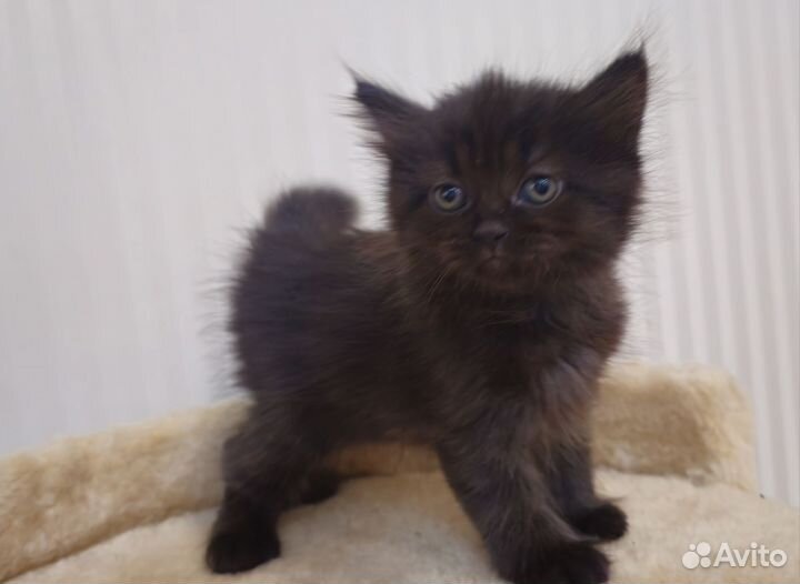 Котята курильский бобтейл