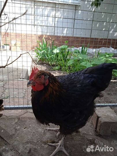 Молодые петухи