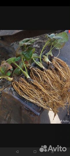 Рассада клубники клери