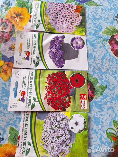 Рассада цветов