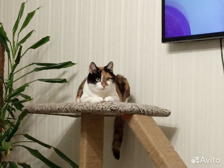 Когтеточка большая