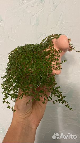 Солейролия Комнатные растения цветы