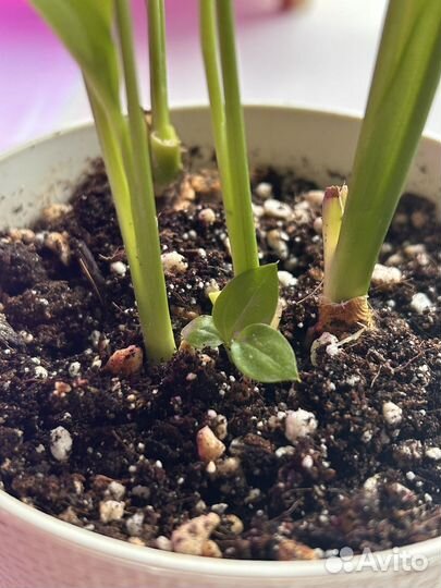 Спатифиллум