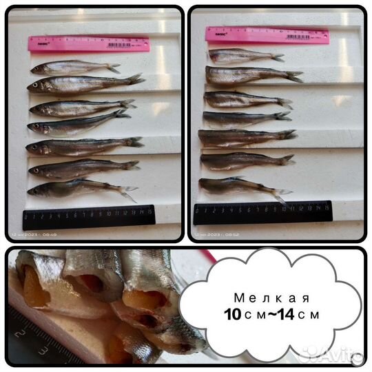 Корюшка С/М в вакуумной упаковке/ улов весна 2023