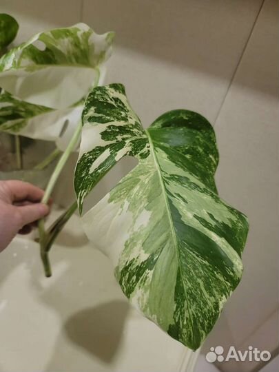 Монстера борзига вариегатная