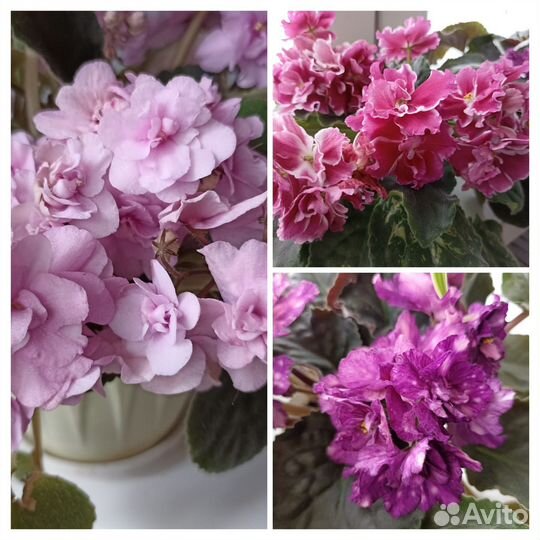 Продам цветы комнатные