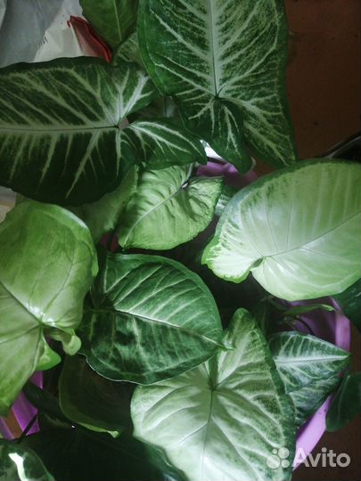 Сингониумы сортовые