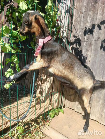 Козочка молочная