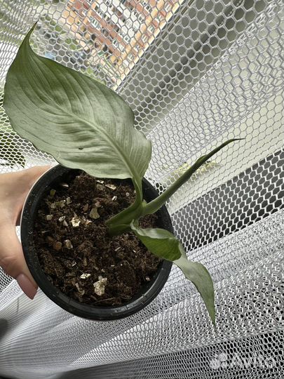 Спатифиллум spilt milk (сплит милк) Круглый лист