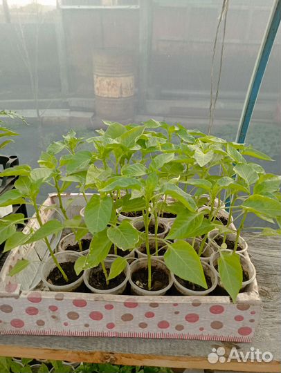 Продам рассаду помидор, перца болгарского,петуньи