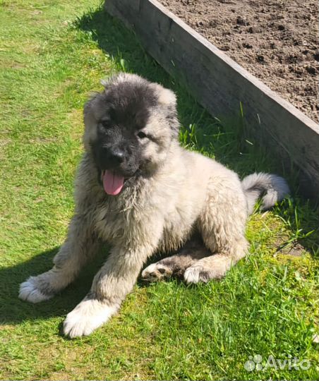 Щенок кавказской овчарки