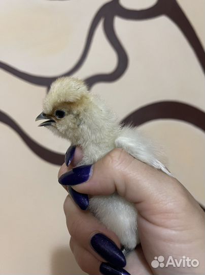 Яйцо инкубационное / цыплята / Петухи породистые