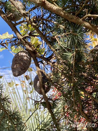 Кедр гималайский Пендула Cedrus Deodara Pendula