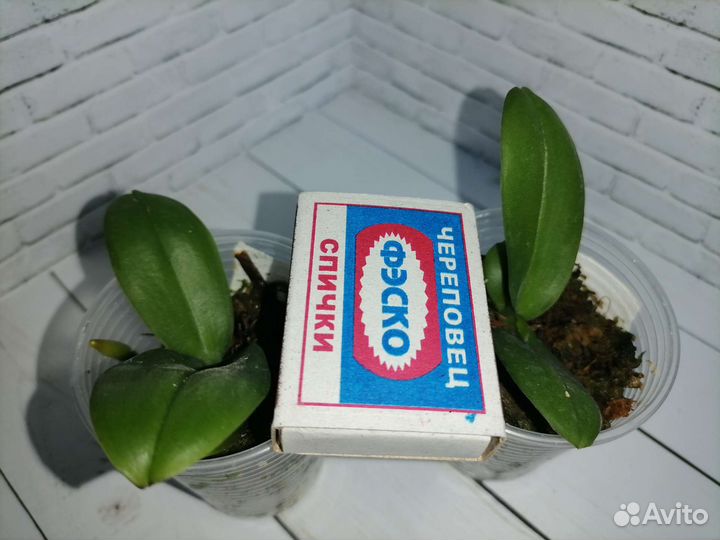 Орхидея фаленопсис