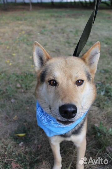 Чудесная собака из приюта