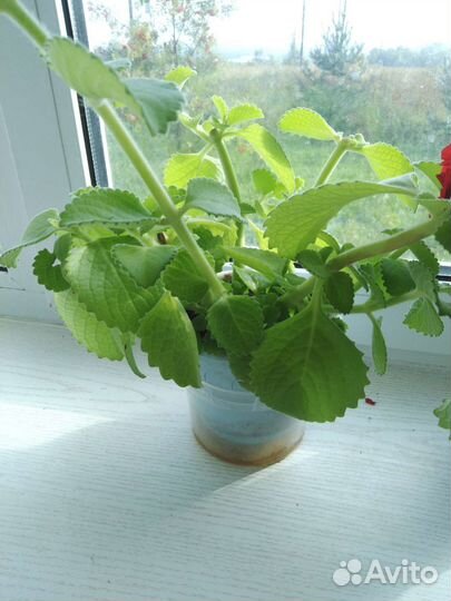 Мята домашняя комнатная