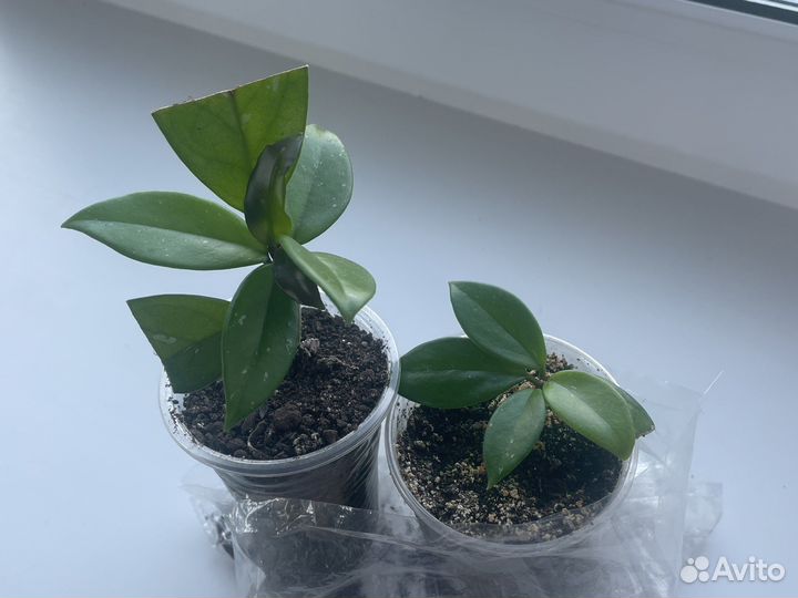 Хойя карноза