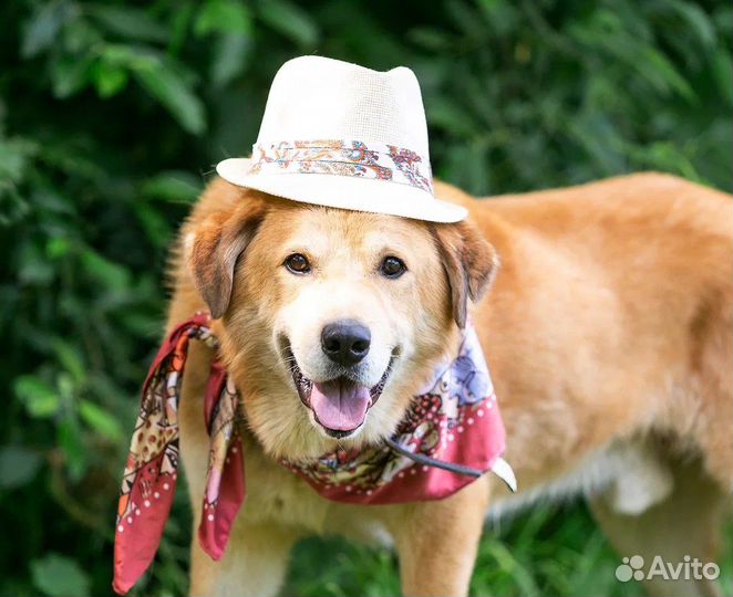 Собака в добрые руки