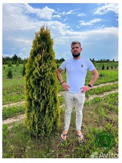 Туя колумна с гарантией приживаемости