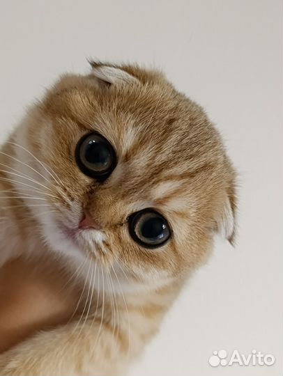 Вислоухие шиншиллы