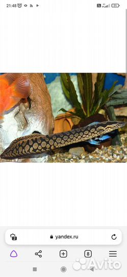 Макроцимбел