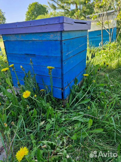 Улей дадан 12рамок