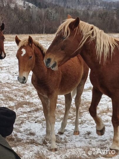 Лошадь кобыла с жеребенком