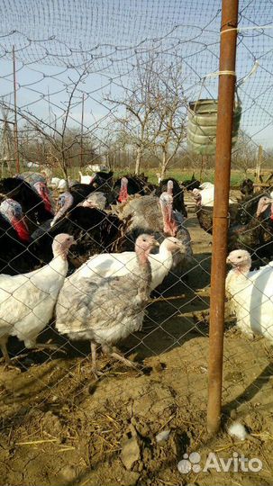 Яйцо инкубационное индейки