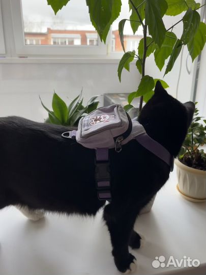 Шлейка-рюкзак для кошек и собак
