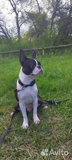 Бостон терьер