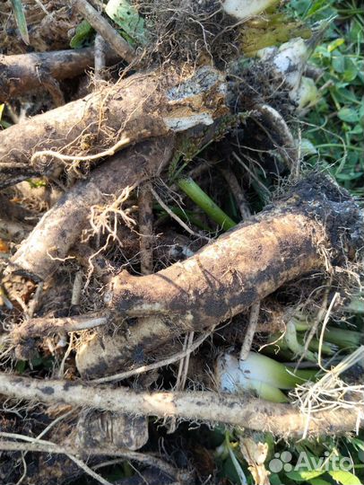 Корень хрена