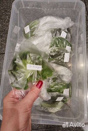 Набор листиков сортовой фиалки (21 сорт)