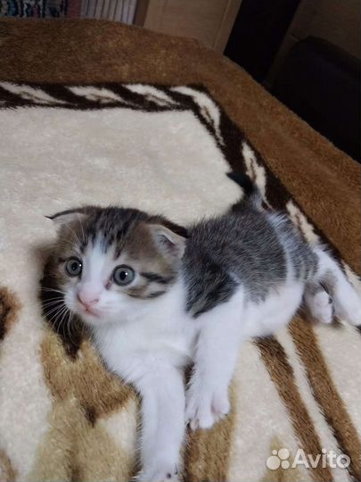 Вислоухие котята