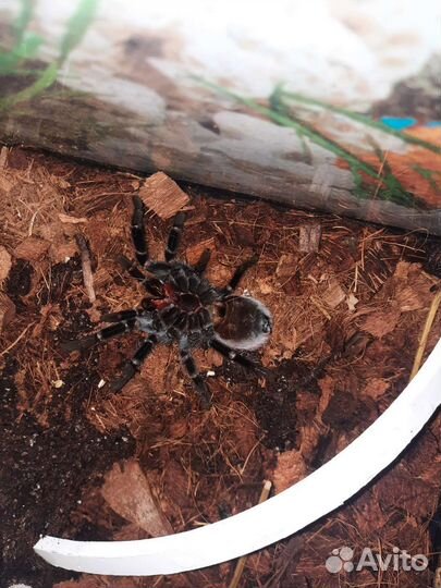 Паук птицеед