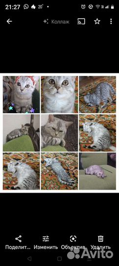 Кошка в добрые руки