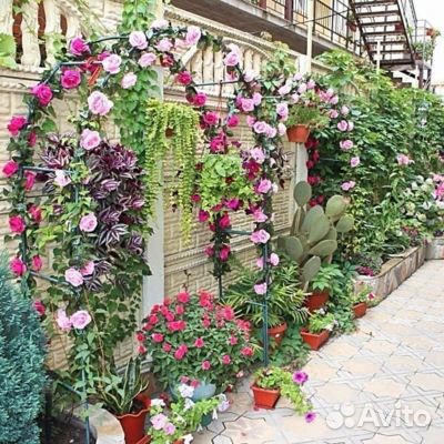 11июл24 Автобусный тур в Лазаревское/рэ6007.Диамон