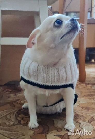 Попона для собак