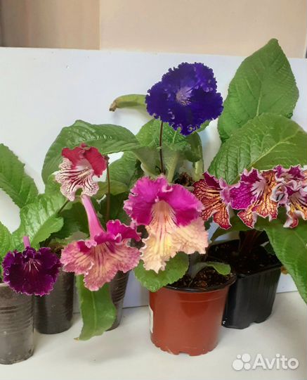 Стрептокарпусы