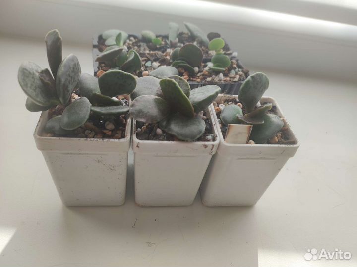 Adromischus cooperi