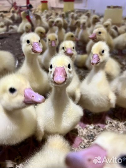 Гуси, утки,суточные, подрощенные