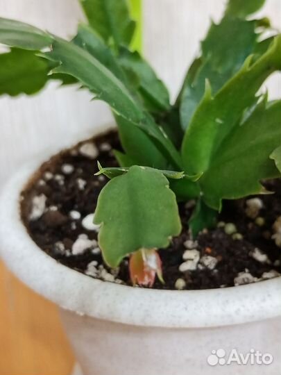 Декабрист белый, традеск. Шоколад, Пурпурный джой